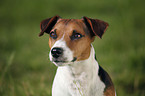 Jack Russell Terrier Portrait