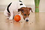 Jack Russell Terrier