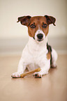 liegender Jack Russell Terrier