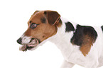 Jack Russell Terrier