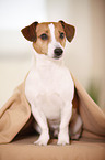 Jack Russell Terrier