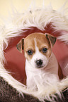 Jack Russell Terrier Welpe