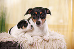 Jack Russell Terrier Hndin mit Welpen