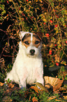 sitzender Jack Russell Terrier