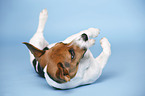 liegender Jack Russell Terrier