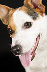 Jack Russell Terrier Gesicht