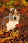 Jack Russell Terrier Portrait