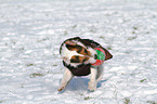 spielender Jack Russell Terrier im Schnee