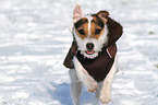 rennender Jack Russell Terrier