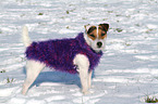 stehender Jack Russell Terrier