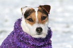 Jack Russell Terrier Portrait