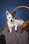 liegender Jack Russell Terrier