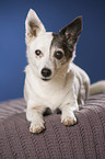 liegender Jack Russell Terrier