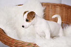 stehender Jack Russell Terrier Welpe