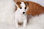 stehender Jack Russell Terrier Welpe