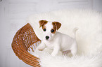 stehender Jack Russell Terrier Welpe