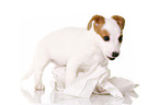 stehender Jack Russell Terrier Welpe