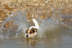 planschender Jack Russell Terrier