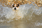 planschender Jack Russell Terrier