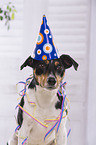 Jack Russell Terrier Portrait