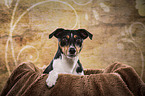 Jack Russell Terrier