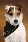 Jack Russell Terrier Portrait