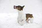 Jack Russell Terrier steht im Schnee