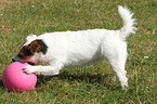Jack Russell Terrier mit Ball