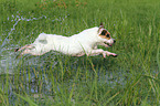 springender Jack Russell Terrier