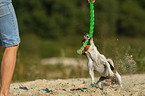 spielender Jack Russell Terrier