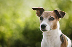 Jack Russell Terrier Portrait