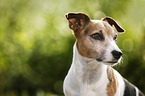 Jack Russell Terrier Portrait