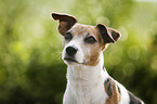 Jack Russell Terrier Portrait