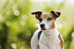 Jack Russell Terrier Portrait