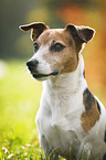 Jack Russell Terrier Portrait