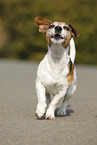 laufender Jack Russell Terrier