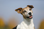 Jack Russell Terrier Portrait