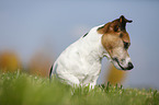 Jack Russell Terrier Portrait