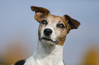 Jack Russell Terrier Portrait