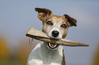 Jack Russell Terrier Portrait