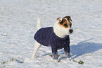 Jack Russell Terrier trgt Pullover