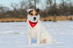 sitzender Jack Russell Terrier