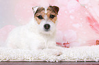 liegender Jack Russell Terrier