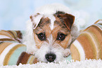 liegender Jack Russell Terrier