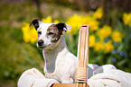 Jack Russell Terrier im Krbchen