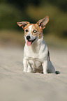 sitzender Jack Russell Terrier