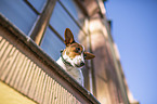 Jack Russell Terrier am Fenster