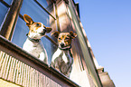 Jack Russell Terrier am Fenster