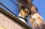 Jack Russell Terrier am Fenster