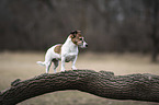 stehender Jack Russell Terrier